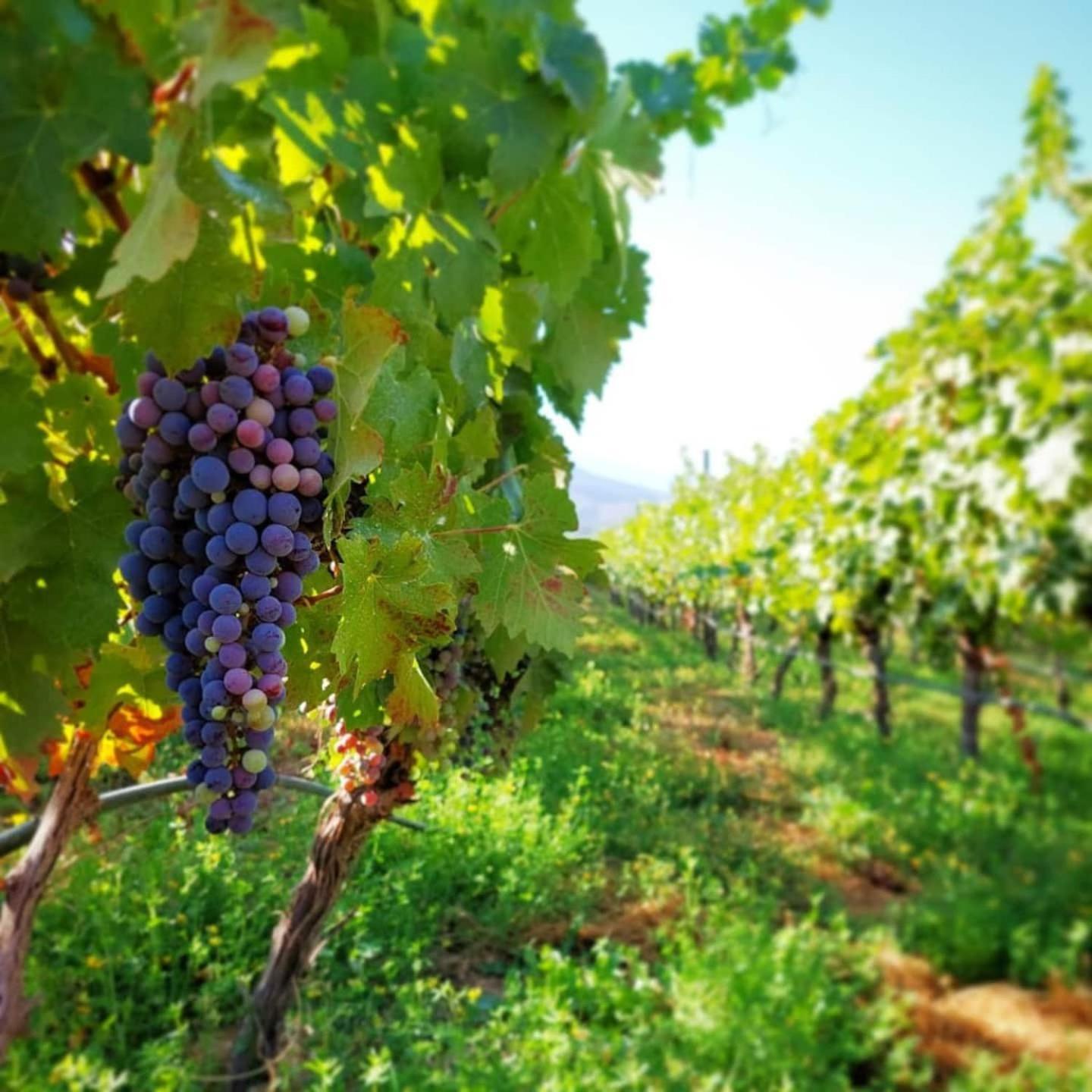 Vina Lof - Maipo Valley Bed & Breakfast In Winery Paine Exteriér fotografie